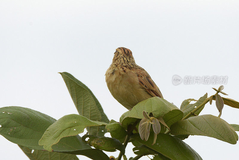 Rufous-naped云雀