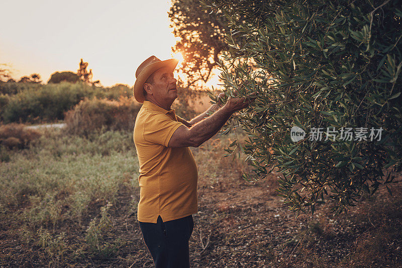 一个成功的农民在橄榄地里