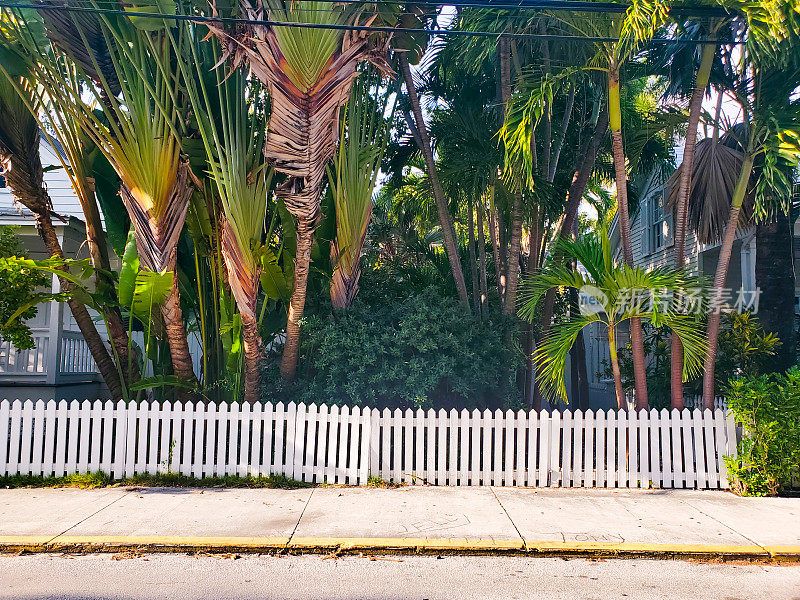 佛罗里达州西礁岛的白色尖桩栅栏和热带树木