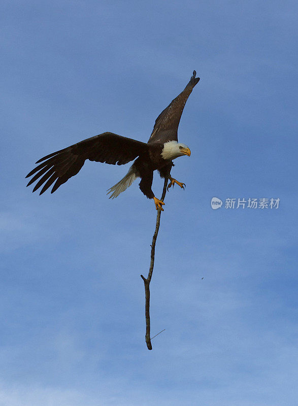 美国秃鹰