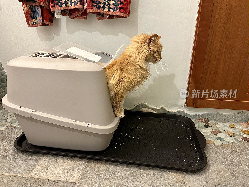 猫在砂盆里