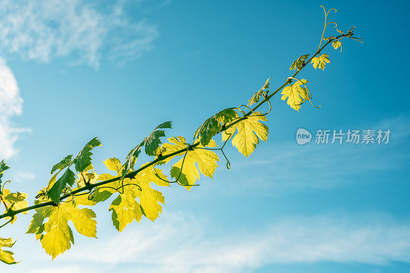 藤蔓枝干的细节。斯洛文尼亚，藤蔓卷须伸向天空