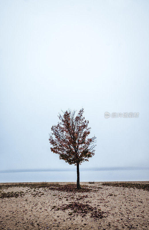 缅因州唐纳池塘，一棵孤零零的树矗立在雾蒙蒙的沙滩上