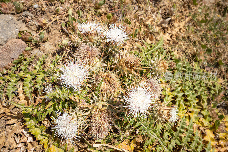 希腊克里特岛雷希姆诺省的蓟