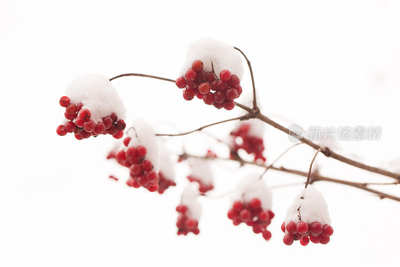 一串串多汁的维恩莓洒上了雪