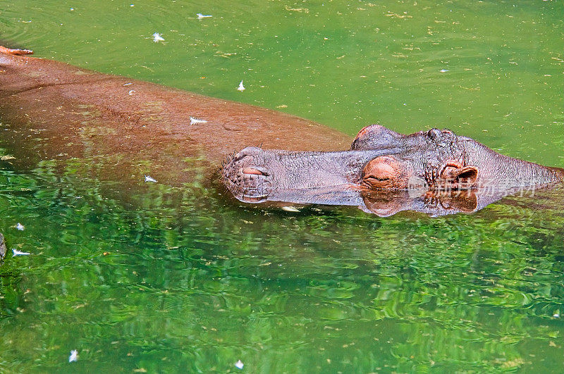 河马游泳