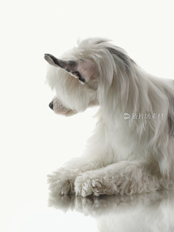 狗在白色的背景与反射。毛茸茸的宠物在白色的工作室。美丽中国冠毛