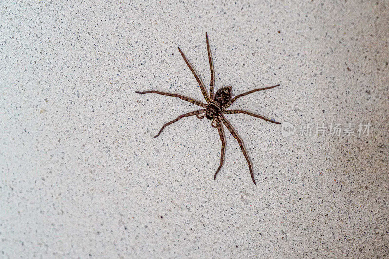 一只大蜘蛛正爬在房子粗糙的墙上。蜘蛛有6条腿，而且有毒。