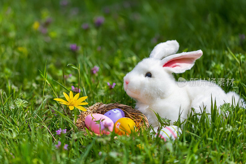 复活节兔子在阳光明媚的日子里把复活节彩蛋藏在绿草里。