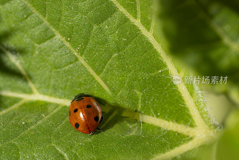 极近距离的瓢虫甲虫