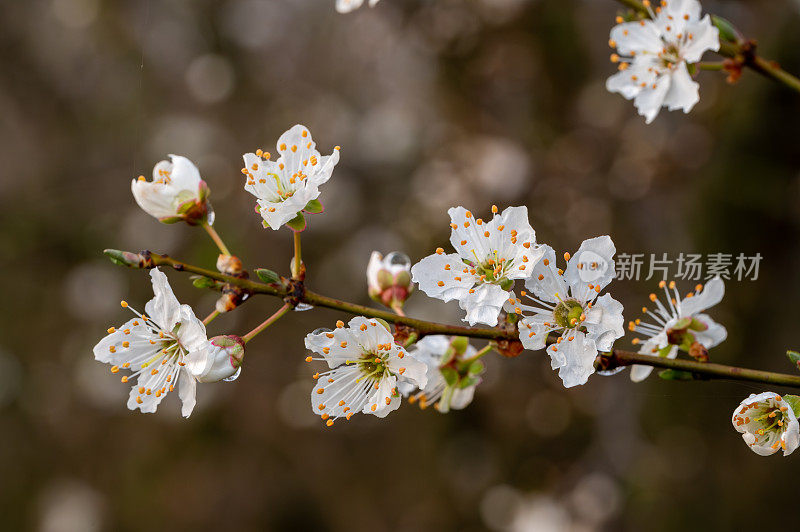 梅花