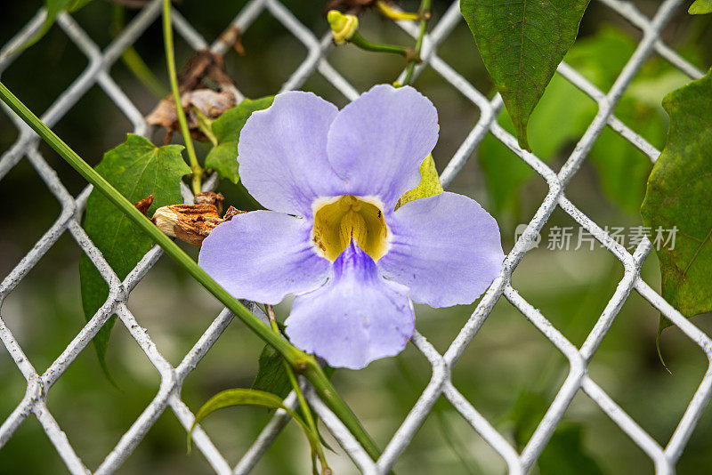 月桂钟藤或蓝色喇叭藤，是亚洲常见的攀缘植物