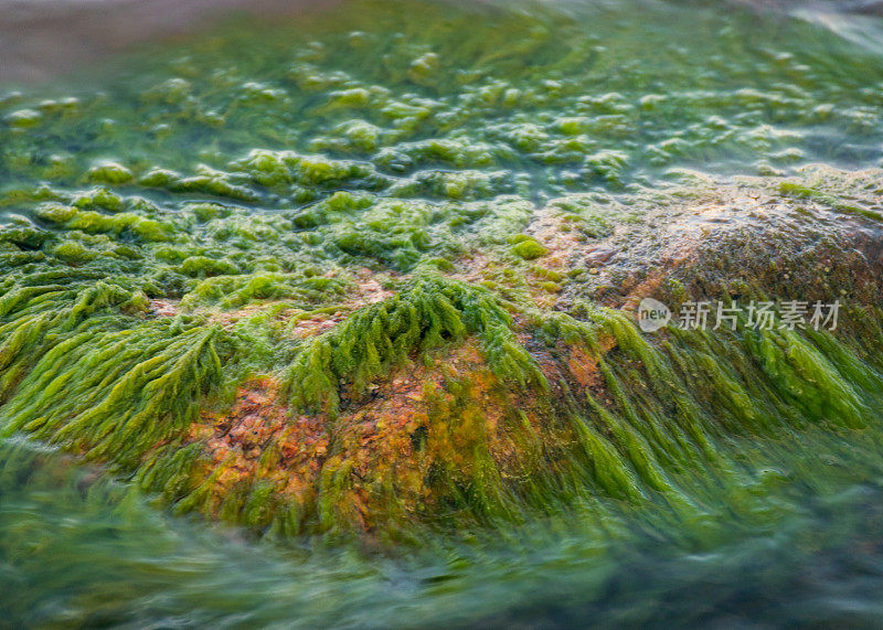 岩石海岸，岩石上长满了绿色的海草，水与草相互作用