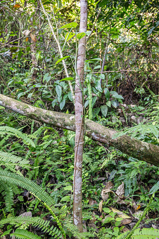 热带雨林中的爬山虎植物
