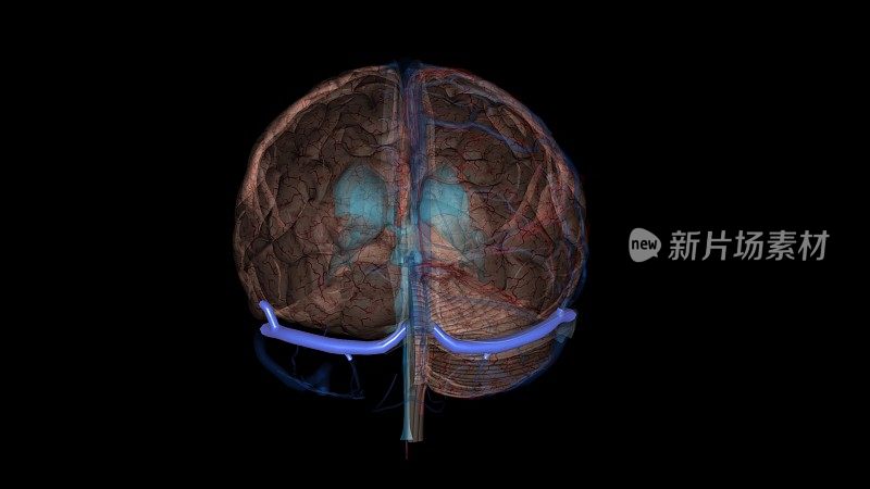 人类头部的横窦是大脑下方的两个区域，允许血液从后脑勺流出
