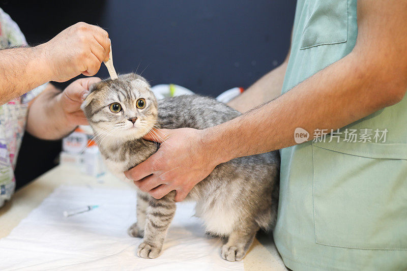 兽医谁接种疫苗的猫对抗内部和外部寄生虫，苏格兰猫，英国猫，宠物爱，兽医