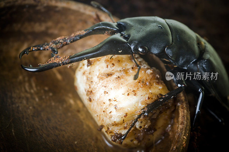 雄鹿甲虫当晚餐