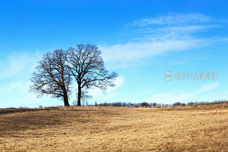 春天天空湛蓝的小山上的橡树