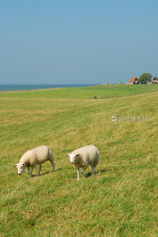 在荷兰堤坝上吃草的杂交绵羊