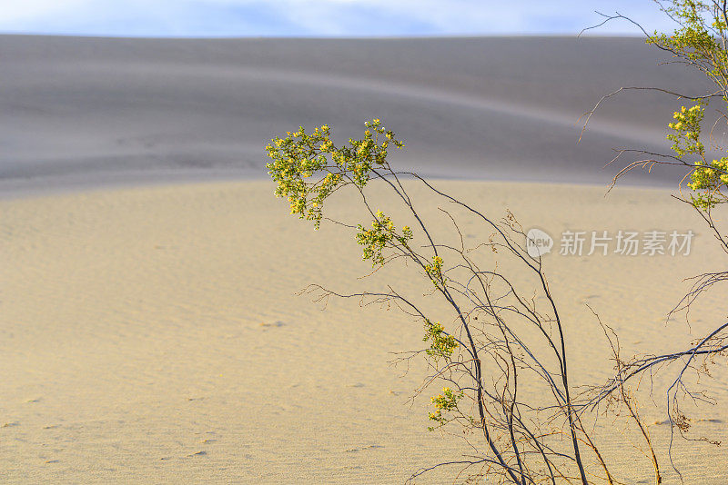 沙漠之树春天绽放