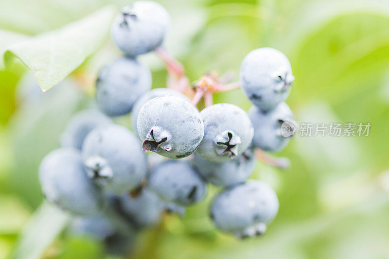 浆果农场里成熟的蓝莓。有选择性的重点