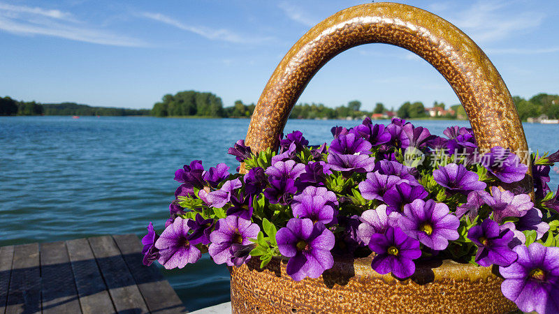 夏天，在湖边的装饰篮里，放着紫色的矮牵牛花