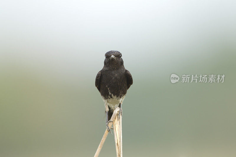 东方喜鹊鸲