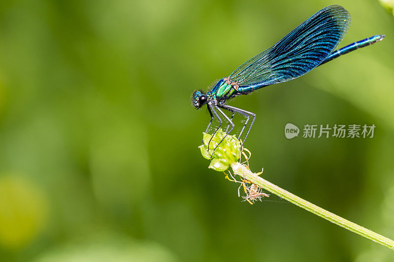 草叶上的蓝蜻蜓