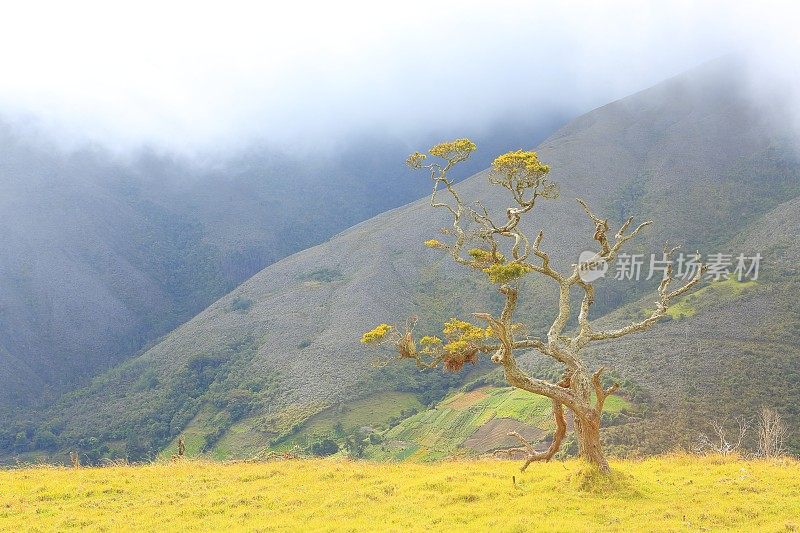 风对树木生长的不对称影响