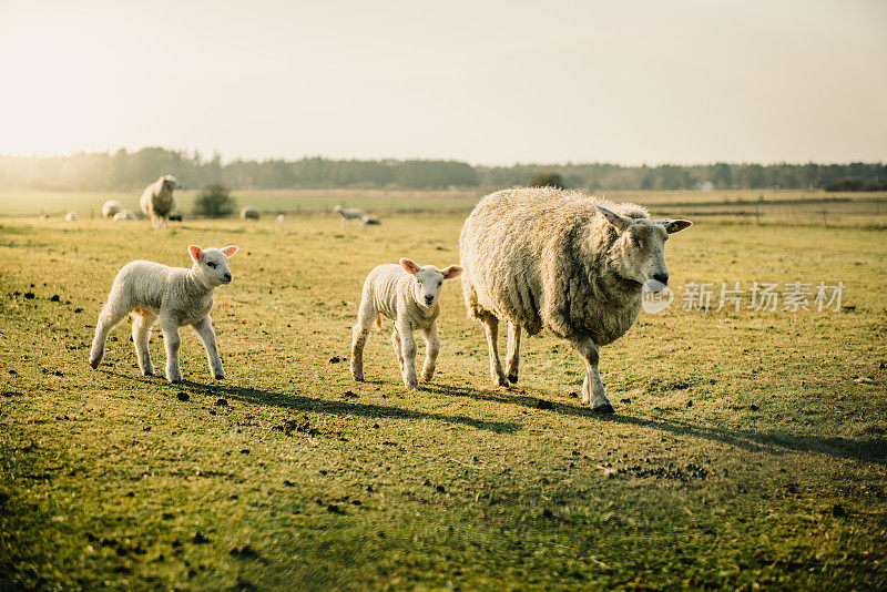 羊家族