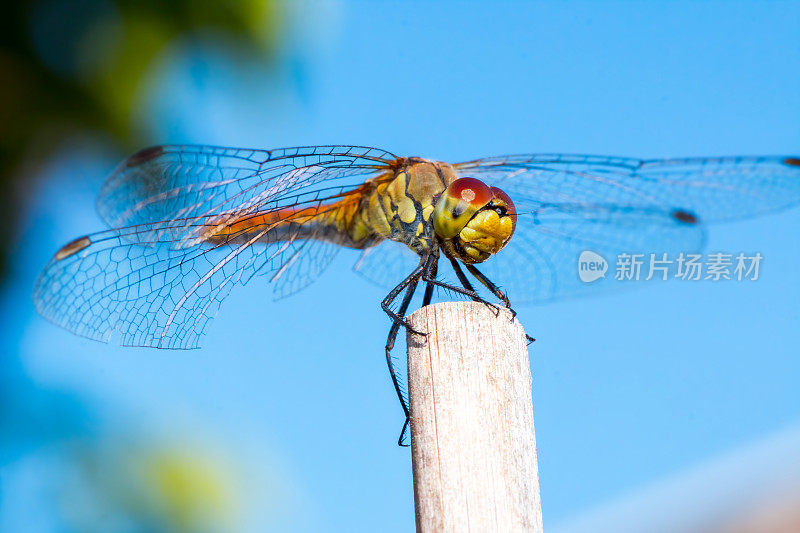 美丽多彩的蜻蜓在干竹竿上休息在夏天的特写镜头