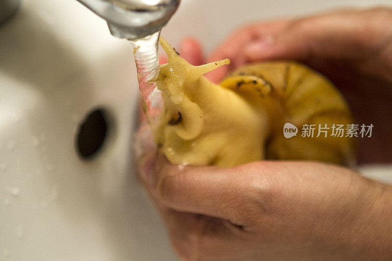 巨型蜗牛在洗澡