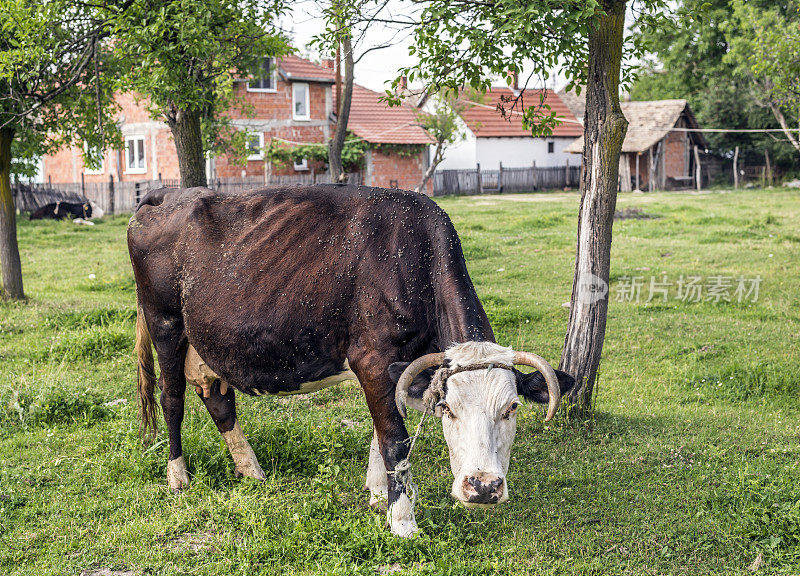 赫里福德公牛和奶牛在夕阳下的草地上吃草