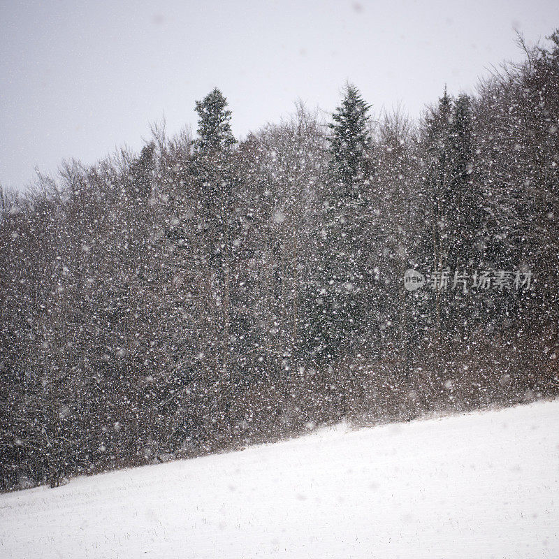 雪花从天空飘落