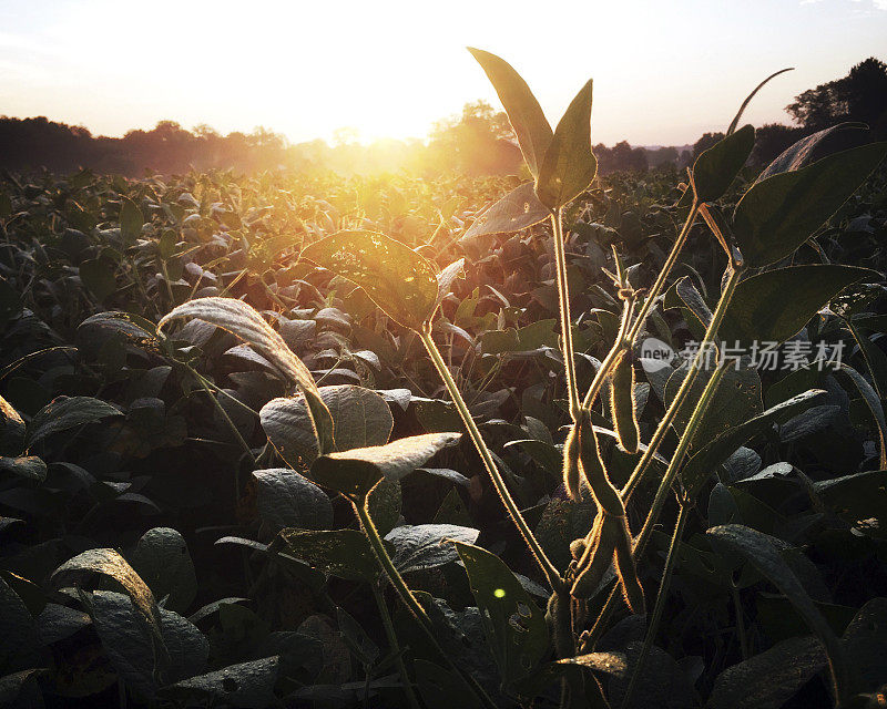 晚夏大豆田的日出