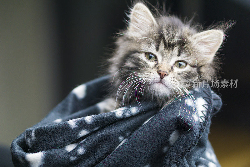 一只五周大的缅因猫被裹在温暖的毯子里。