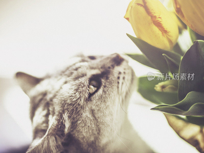 漂亮的灰猫在闻一束新鲜的郁金香