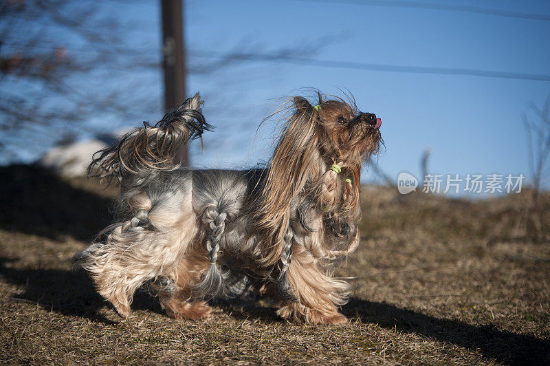 可爱的长毛约克郡犬，外套上有辫子