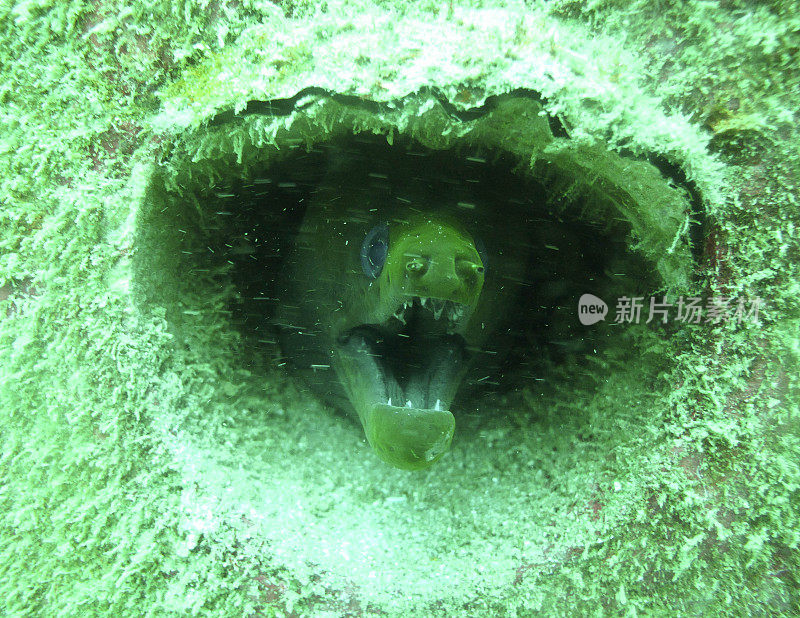 裂缝中的绿色海鳗