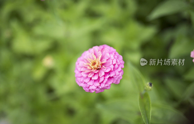 Zinnia花