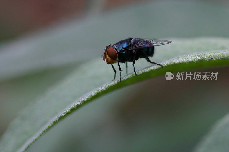 金属蓝色的绿头苍蝇在草药叶子上