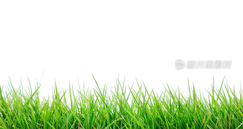 鲜亮的绿色草在白色的背景上的特写