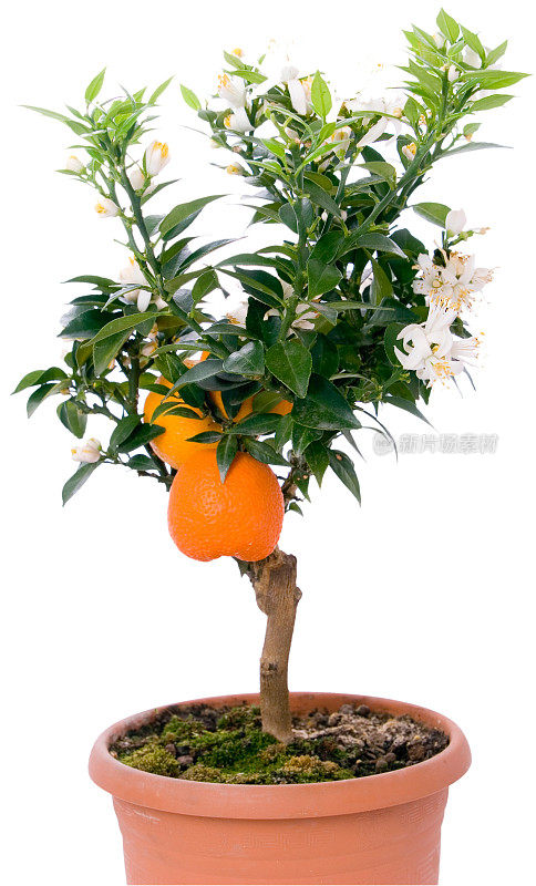 小橙树