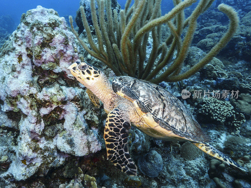 库拉索岛附近加勒比海珊瑚礁中的玳瑁海龟