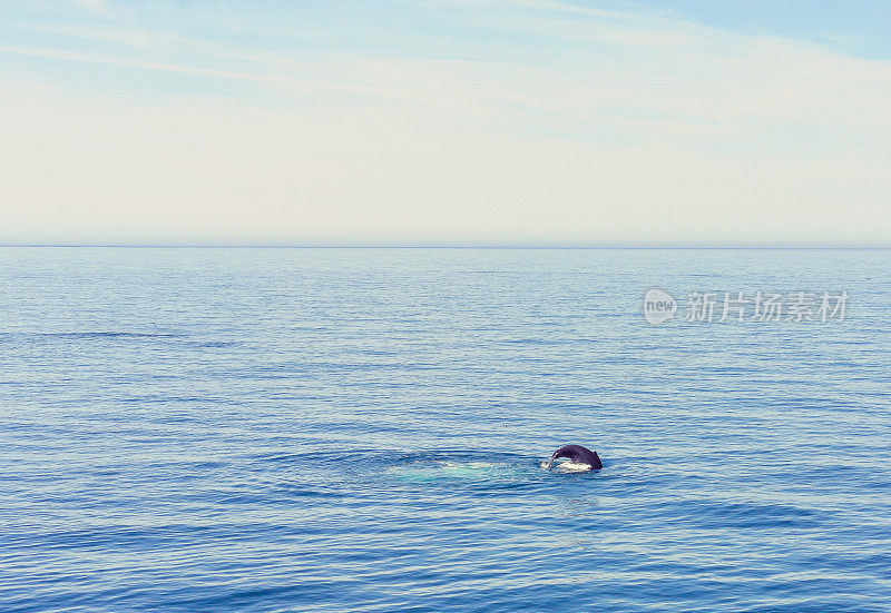 浩瀚的海洋风景，鲸鱼或海豚