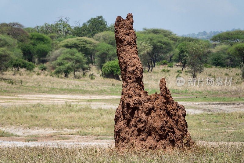 非洲坦桑尼亚的白蚁丘