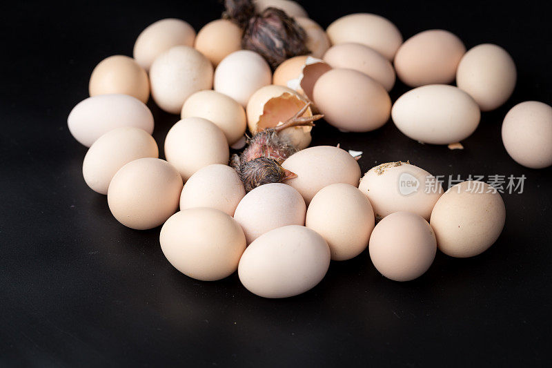 一群正在孵化的鸡蛋