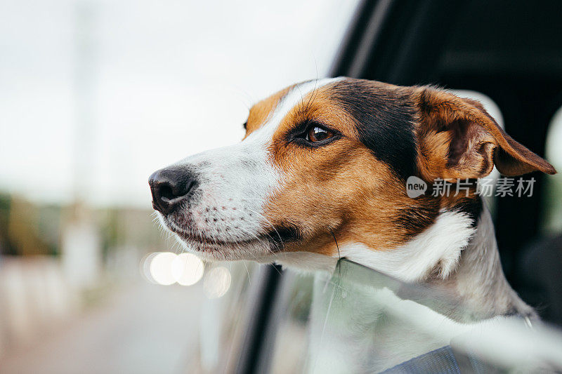 狗从开着的车窗往里看。