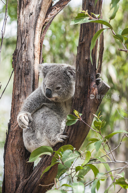 澳大利亚桉树上的考拉坐着抓挠