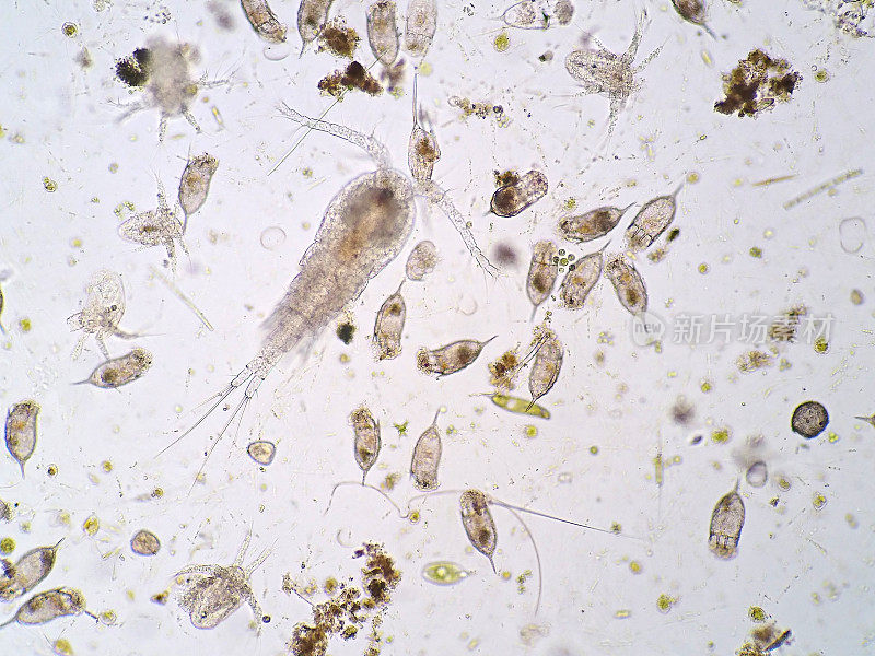 显微镜下的淡水水生浮游生物